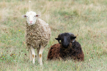 Obraz premium sheep and lamb on green grass.