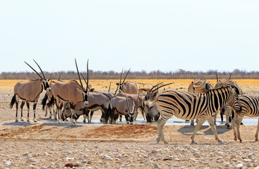 Fototapeta na wymiar Vibrant waterhole with Zebra and Oryx in Etosha National Park - Southern Africa