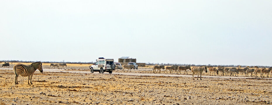 Etosha National Partk, Namibia, 2022.  Panoramic image of a large herd of Burchell Zebra at a waterhole - with stationery vehicles and tourists trucks watching patiently
