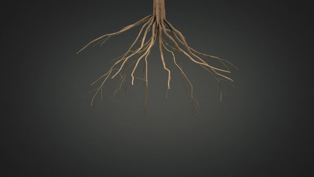 Tree roots growing. 3D rendering.