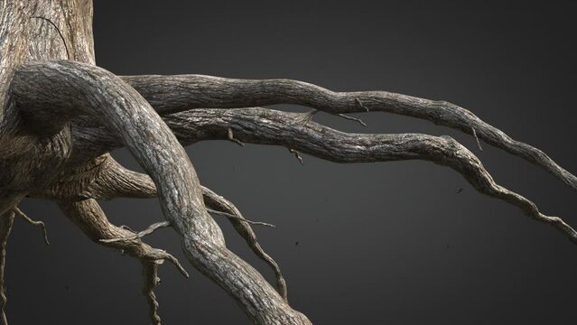 Tree roots growing. 3D rendering.