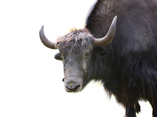 Yak portrait isolated on white background