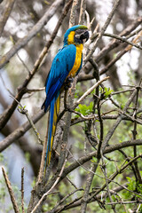 The Blue-and-yellow Macaw, Ara ararauna is a large South American parrot