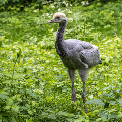 Beautiful yellow fluffy Demoiselle Crane baby gosling, Anthropoides virgo in a bright green meadow