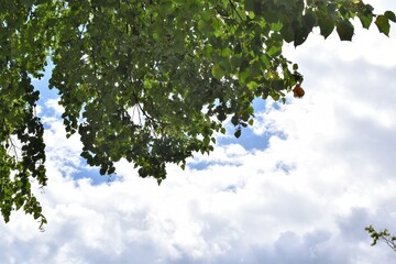 善光寺の大木と夏の青空