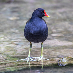 Common moorhen Gallinula chloropus also known as the waterhen or swamp chicken