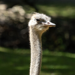 The common ostrich, Struthio camelus, or simply ostrich