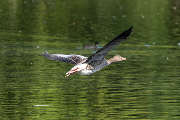 The flying greylag goose, Anser anser is a species of large goose
