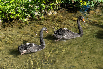 Black Swan, Cygnus atratus in a german nature park