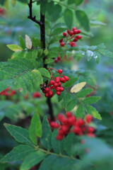 赤い山椒の実の接写