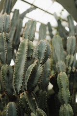 Portrait of a long growing cactus plant with sharp spines. 