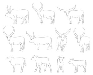 Cow set. Cow silhouette black white isolated hand drawn vector illustration.Vector silhouettes of cows, different poses, black color, isolated on white background
