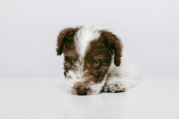 Close-up of a Fox Terrier puppy against white background