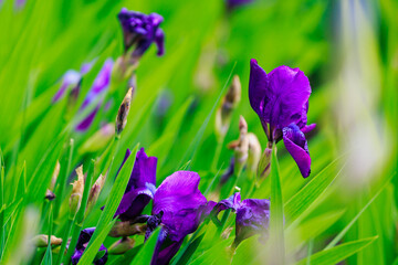 Iris flowers with selective focus on a blurred background of a flower bed. Landscaping of the urban environment