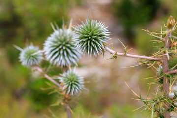 Spiny plant. Background with selective focus and copy space