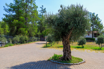 Olive trees. Selective focus. Background with copy space
