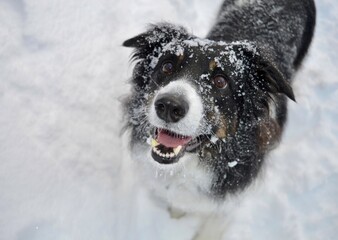 Border Collie im Schnee