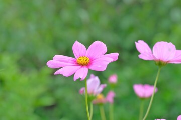 pink cosmos in full blooming