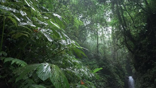 Atmospheric static rainforest with distant waterfall lost between old tropical trees and vegetation. Thick jungle after rain. Wet foliage shining in dim light of dense woods against river.