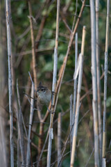 Marsh Wren perching between the reeds 