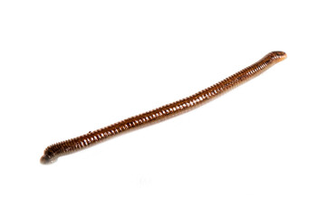 Medical leech close-up on white background. Leeches for hirudo therapy
