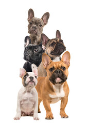 Composition with differt  french bulldogs, full length and portraits on a white background