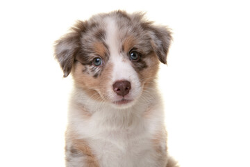 Portrait of cute australian shepherd puppy looking at the camera isolated on a white background