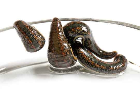 Medical leech close-up on white background. Leeches for hirudo therapy