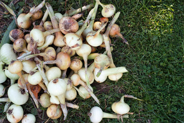 a ripe harvested onion in the field
