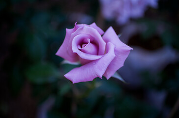 purple  Rose,Rose,Lover 