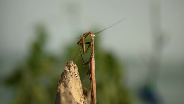 The brown praying mantis predator sits on a log, moves its paws, brings them to its mouth, licks them.