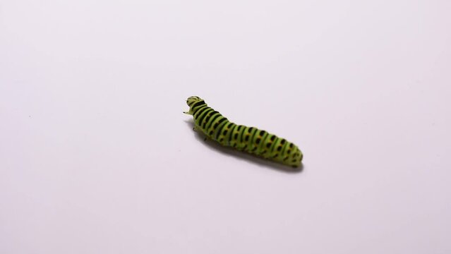 The caterpillar of the swallowtail butterfly raises its head, turns its head in different directions, and then begins to crawl along the white table.