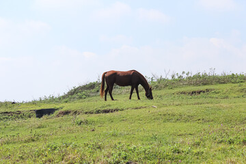 Horses eating grass on the meadow.