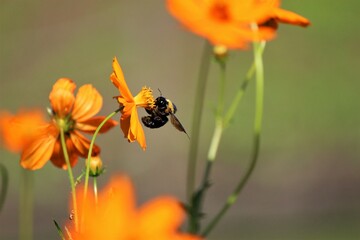 キバナコスモスと蜂