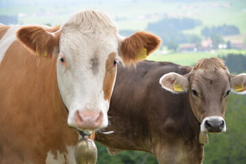 Fototapeta na wymiar Allgäuer Kühe auf der Alm