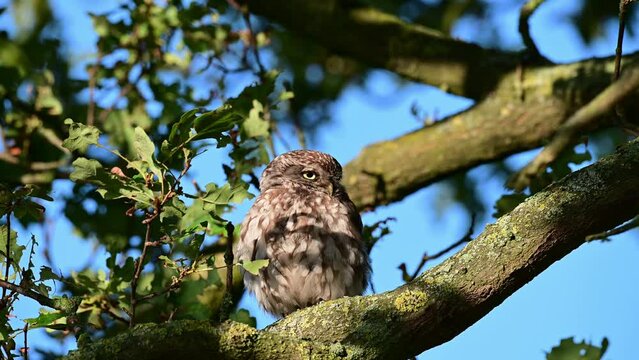 Little owl sitting on the oak tree branch and watch, summer, july, (athene noctua), germany