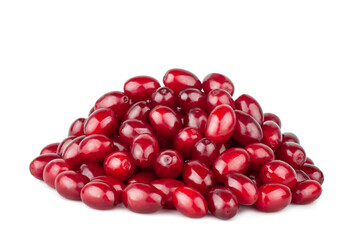 Dogwood isolated on a white background