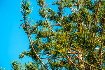 6. Conifer in the blue sky