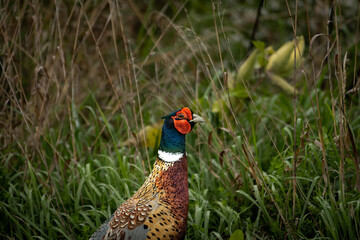 Cock Ring-necked Pheasant in a grassland. 