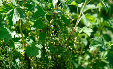 Obraz premium Blooming and green ovary of berries currants, several flowers on branch. Flowering bush of red, black or white currant with green leaves in the garden. Unripe green berries of currant close-up.