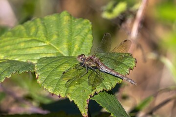 Common Darter dragonfly is one of the most abundant insect species in the UK and Europe, stock photo image