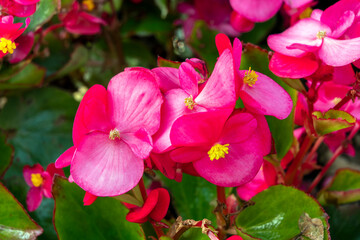 Begonia semperflorens an annual summer flowering plant with a red, pink summertime flower commonly known as wax begonia, stock photo image