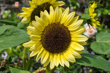 Sunflower (helianthus) a summer flowering plant with a yellow summertime flower, stock photo image