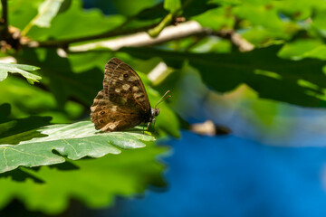 Speckled Wood Butterfly (Pararge aegeria) showing the underside of its wings while resting on a summer leaf, stock photo image