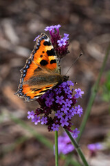 Small tortoiseshell butterfly (Aglais urticae) with wings outstretched resting on a verbena bonariensis flower plant, stock photo image