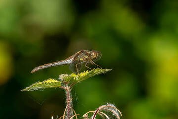 Common Darter dragonfly is one of the most abundant insect species in the UK and Europe, stock photo image