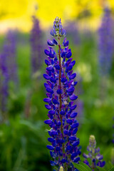 blue lupine flowers on a large field 