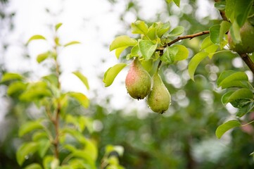 Two ripe or unripe pears covered with raindrops grow on a tree. Juicy fruits close-up. Harvesting. Fruits are green or yellow in color with red