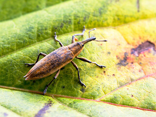 The weevil beetle (lat. Curculionidae).
 This is a family of beetles characterized by an elongated head tube (sometimes incorrectly called a proboscis) at the end of which there is a gnawing oral appa