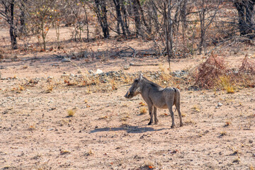 warthog in desert